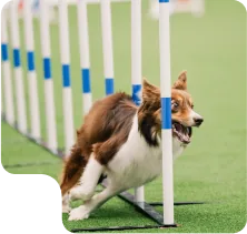 agility